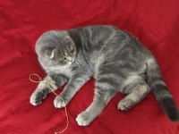 Scottish fold 2.5 yaşında bütün eşyalarıyla verilecektir