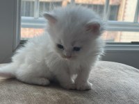 British Longhair Yavru