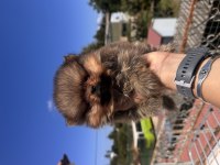 SAFKAN POMERANİAN BOO ORANGE