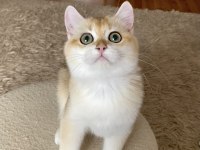 Safkan British Shorthair Golden erkek yavru
