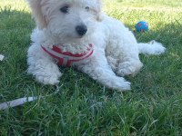 MALTİPOO 4 AYLIK