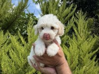 Tr nin en iyi maltipoo yavruları