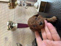 Mini boy toy poodle yavrular
