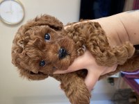 Evde büyüyen Kore Teacup Poodle
