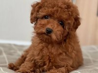 Toy Poodle Yavrular