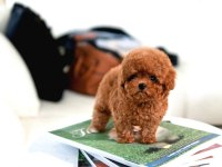 Ust Kalite Toy Poodle Bebeklerimiz