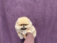 Pomeranian Boo Köpeği
