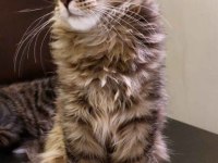 Full şecereli maine coon Ünvanlı ebeveynlerden