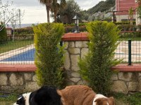 A ŞECERE DİSİ ERKEK BORDER COLLİE YAVRULAR