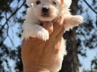 Acele edin maltipoo bebekler sizi bekliyor