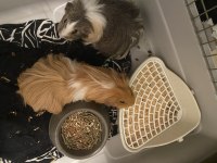 Ücretsiz Guinea Pig