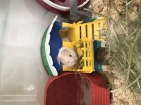 Suriye Hamsterı