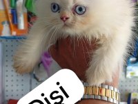 Orjinal A kalite İran parsian yavrular