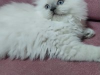 Bebiş British Longhair Kedilerim Yeni Yuvalarını Arıyor