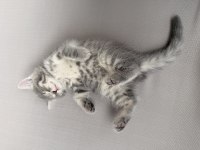British Longhair 55 Günlük