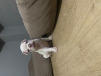 EGZOTİK FRENCH BULLDOG YAVRULARIMIZ EV ORTAMINDA BÜYÜYORLAR