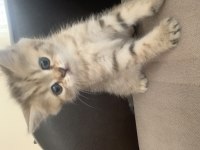 Black Golden British Shorthair Yavru