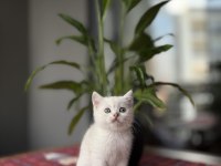 Brıtısh Shorthair Sılver  Yavrularım 