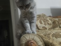 Dişi British whiskas 2 yaşında