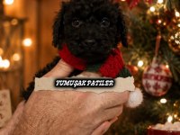 BLACK TOY POODLE