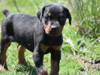 2 Aylık Taş Doberman Yavrularım