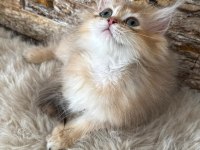 British longhair kedisi