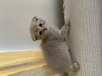 Uygun mama parasına scottish fold