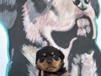 Son Rottweiler yavrularım