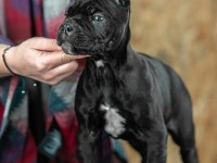 Iyisi değil en iyisi cane corso kapıda ödeme mevcuttur