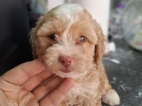 F1 MALTİPOO YAVRULARIM YENİ EVİNİ BEKLİYOR