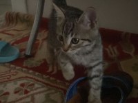 Yavru Tekir