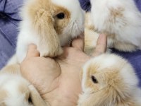 Orjinal Hollanda Teddy Lop Yavru Tavşanlar