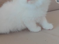 British longhair kedisi