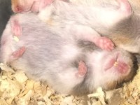Sağlıklı yavru hamster