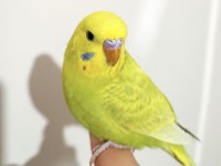 Bebek Muhabbet Kuşu
