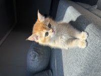 British Golden Shorthair