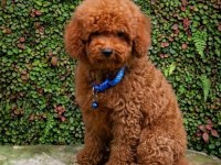İNANİLMAZ RAKAMLARA ORJİNAL POODLE YAVRULAR