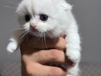 Scottish fold silver point yavrular