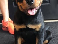 %100 orjinal rottweiler yavrular kredi kartı geçerlidir