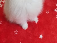 Pomeranian oyuncak yüz