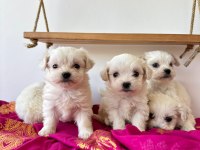 Maltese teriyer