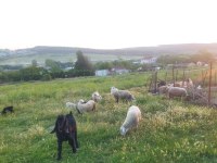 Kurbanlık keçi ve koyun
