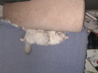 Çok Sevimli Ve Akıllı Chinchilla Kedisi