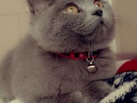 4 aylık british shorthair erkek