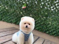Muhteşem Güzellikte Pomeranian Boo Yavrular
