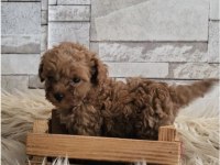 Sağlık ve ırk garantili poodle yavrularımız