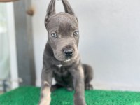 3 aylık cane corso yavrular