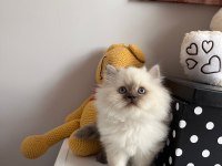 British longhair 2 aylık