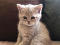 Güzel bebekler british longhair