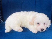 Terrier bebek köpekler